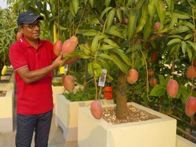 Bangladesh trồng được giống xoài đắt nhất thế giới
