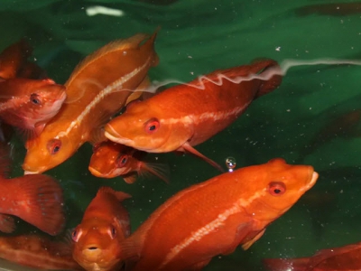 Improving the performance of cleaner fish in salmon aquaculture