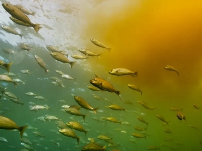 Công cụ mới được hứa hẹn sẽ giải quyết các hiện tượng tảo bùng phát gây hại nuôi thủy sản