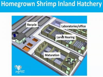 How dirty water can improve shrimp survival and growth rates in RAS