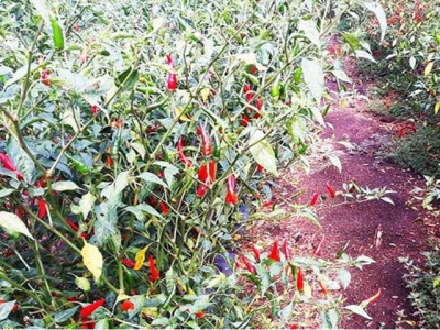 Chili price sinks heavily, farmers forsake harvesting