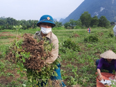 Chuyển lúa trồng lạc, hiệu quả cao gấp 3 lần