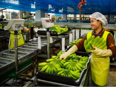 Rice exports drying up but bananas more appealing
