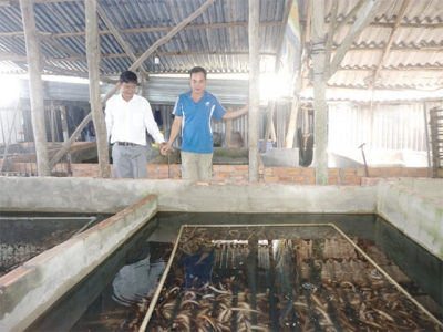 Thu nhập khá từ nuôi lươn không bùn tại Phú Yên