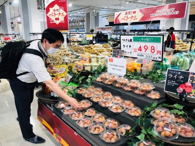 Bac Giang lychees continue to conquer Japanese market