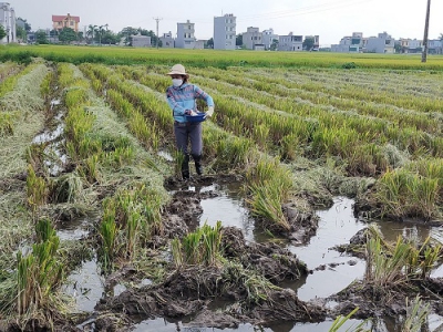 Biện pháp xử lý rơm rạ sau thu hoạch lúa xuân