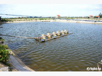 Nông dân Nghệ An làm nhà lưới chống nóng cho tôm