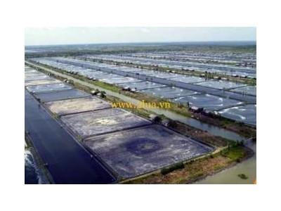 Công Nghệ Biofloc Là Gì?