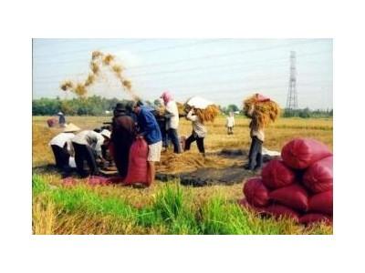 Cơ Sở Khoa Học Và Thực Tế Làm 3 Vụ Lúa Ở ĐBSCL