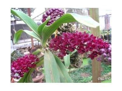 Để Lan Rừng Trổ Bông