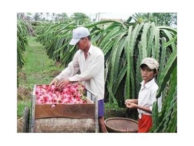 Tự Chế Bả Diệt Kiến Hại Thanh Long