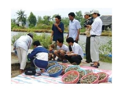 Nuôi Tôm Thành Công Cần Chú Trọng Đến Ôxy Đáy