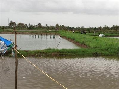 Chung Quanh Việc Thí Điểm Bảo Hiểm Thủy Sản Tại ĐBSCL
