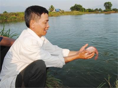 Hiệu Quả Mô Hình Nuôi Cá Diêu Hồng Thương Phẩm Tại Huyện Ninh Sơn