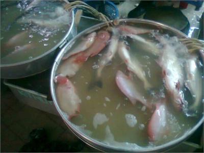 Giá Cá Điêu Hồng Tăng Lên 42.500 Đồng/kg