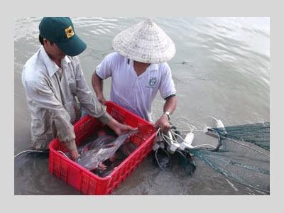 Sinh Sản Nhân Tạo Thành Công Giống Cá Lăng Đuôi Đỏ Tại Phú Yên