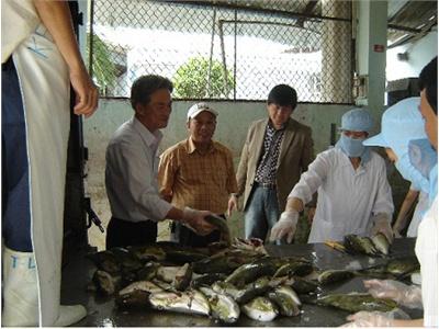 4 Tỉnh Thí Điểm Khai Thác, Chế Biến Và Xuất Khẩu Cá Nóc