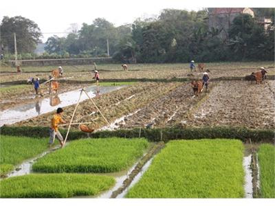 Phú Thọ Cơ Bản Hoàn Thành Gieo Cấy Lúa Mùa