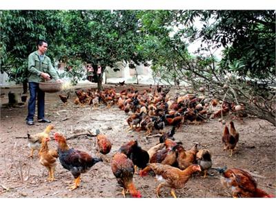 Tạo Điều Kiện Cho Gà Đồi Yên Thế Tiêu Thụ Thuận Lợi