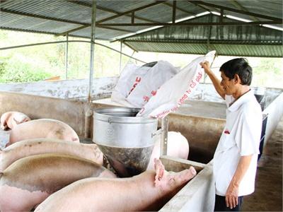 Hiệu Quả Mô Hình Nuôi Heo Siêu Nạc