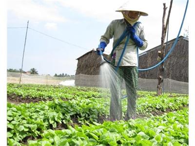 Bỏ Bớt Lúa, Tăng Ngô Và Đậu Nành