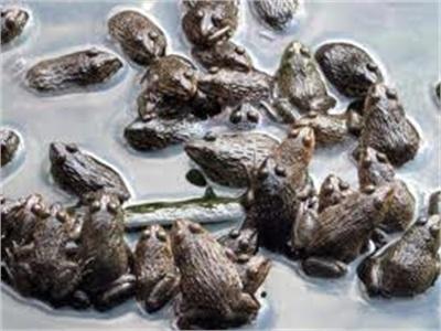Nuôi Ếch Đồng