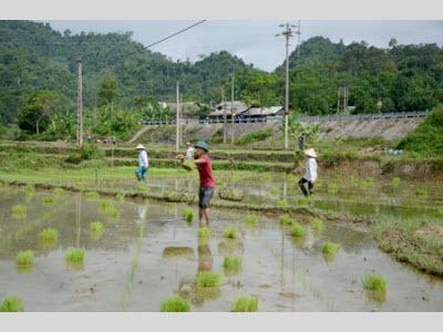 Nà Hang Khẩn Trương Gieo Cấy Lúa Mùa