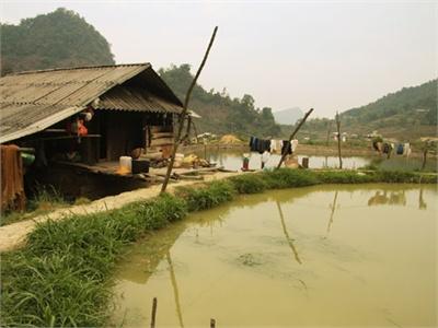 Người Nông Dân Mông Bắt Núi “Cúi Đầu”