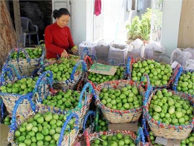 Tác Động Từ Liên Minh Trồng Táo Văn Hải