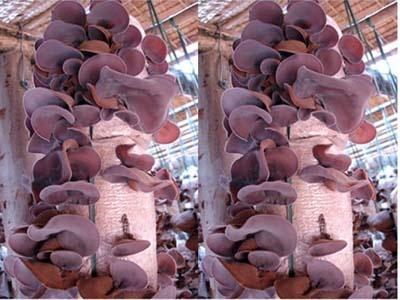 Làm Giàu Từ Nghề Trồng Nấm