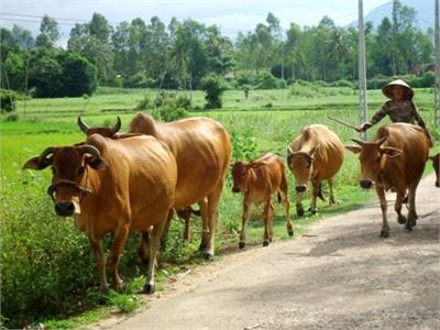 Bệnh Viêm Khớp Bê, Nghé Nguyên Nhân Và Điều Trị