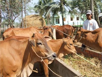 Giống Bò Chuyên Dụng Thịt Charolais