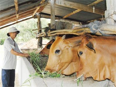 Ông Trần Phương Giàu Lên Nhờ Nuôi Bò Sinh Sản