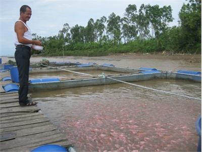 Thăm Mô Hình Nuôi Cá Lồng Ở Vũ Thư (Thái Bình)