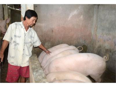 “Vua Heo” Đất Đảo
