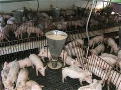 Chế Độ Sử Dụng Lợn Đực Giống