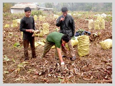 Phát Triển Kinh Tế Từ Cây Dong Riềng