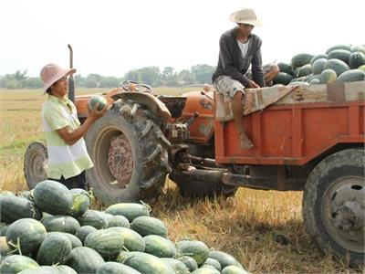 Hiệu Quả Mô Hình Trồng Dưa Trên Đất Lúa