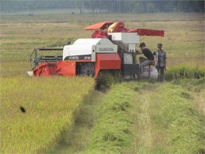 Dứt Điểm Xuống Giống Vụ Hè Thu