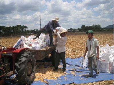 Sử Dụng Ngô Làm Thức Ăn Chăn Nuôi Ở Đồng Bằng Sông Cửu Long