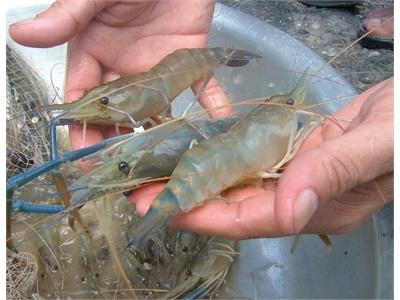 Nuôi Tôm Càng Xanh Nước Ngọt Ở Ấn Ðộ