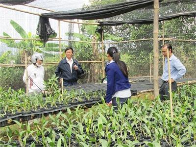 Tín Hiệu Vui Từ Mô Hình Trồng Hoa Lan Thương Phẩm