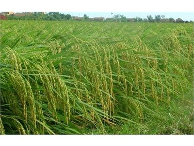 Cách Hạn Chế Lúa Đẻ Nhánh Vô Hiệu
