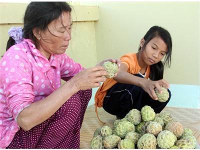 Anh Nông Dân Thoát Nghèo Từ Cây Mãng Cầu