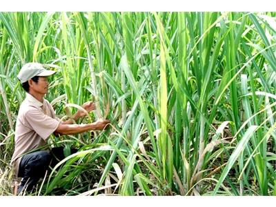 Kinh Nghiệm Trồng Mía Tím