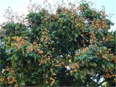 Hồi Phục Hơn 19.000 Ha Nhãn Nhiễm Bệnh Chổi Rồng
