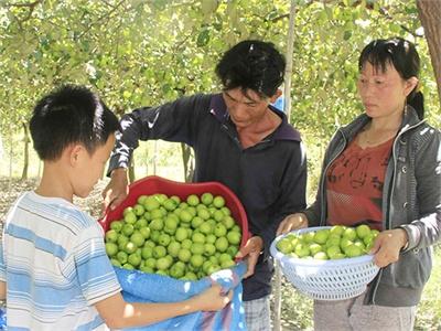 Chủ Động Phòng Trừ Ruồi Đục Quả Trên Cây Táo Trái Vụ