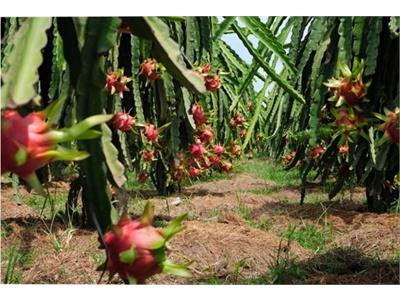 Đẩy Mạnh Phòng Bệnh Đốm Trắng Trên Cây Thanh Long