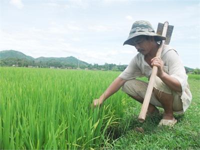 Chương Trình Bán Phân Bón Trả Chậm Giúp Nông Dân Yên Tâm Sản Xuất