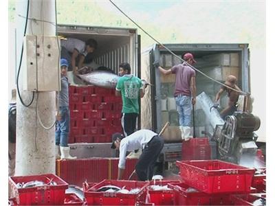Khánh Hòa Sẽ Là Trung Tâm Giao Dịch Cá Ngừ Của Cả Nước